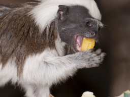 Springtamarin